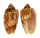 VOLUTIDAE CYMBIOLA VESPERTILIO shell
