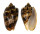 VOLUTIDAE CYMBIOLA VESPERTILIO shell
