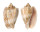 VOLUTIDAE CYMBIOLA VESPERTILIO shell