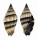 MITRIDAE VEXILLUM RUGOSUM shell