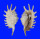 STROMBIDAE LAMBIS MILLEPEDA shell
