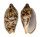 VOLUTIDAE CYMBIOLA VESPERTILIO shell