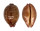 CYPRAEIDAE LEPOCYPRAEA MAPPA PANERYTHRA shell
