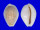 CYPRAEIDAE EROSARIA BOIVINI CUATONI ROSEOCINATA shell