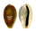 CYPRAEIDAE ERRONEA OVUM shell