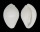 OVULIDAE CALPURNUS LACTEUS shell