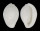 OVULIDAE CALPURNUS LACTEUS shell