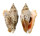 STROMBIDAE STROMBUS AURISDIANAE shell