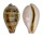 CYPRAEIDAE ERRONEA HUNGERFORDI LOVETHA shell