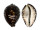 CYPRAEIDAE CYPRAEA TIGRIS shell