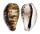 CYPRAEIDAE CYPRAEA TIGRIS shell