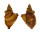PERSONIDAE DISTORSIO KURZI shell