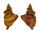 PERSONIDAE DISTORSIO KURZI shell