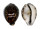 CYPRAEIDAE CYPRAEA TIGRIS shell