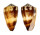 CONIDAE CONUS FERRUGINEUS shell
