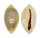 CYPRAEIDAE MONETARIA ANNULUS ROSTRATE shell