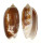 OLIVIDAE OLIVA BULBOSA LACERTINA shell