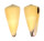 CONIDAE CONUS VIRGO shell
