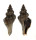 MURICIDAE BEDEVA BLOSVILLEI shell