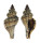 MURICIDAE BEDEVA BLOSVILLEI shell