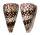CONIDAE CONUS BANDANUS shell