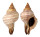 FASCIOLARIIDAE FASCIOLARIA TRAPEZIUM shell
