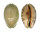 CYPRAEIDAE MAURITIA ARABICA shell
