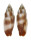 MITRIDAE SCABRICOLA MARIEAE shell