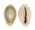 CYPRAEIDAE MONETARIA ANNULUS ROSTRATE shell