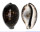 CYPRAEIDAE CYPRAEA TIGRIS shell