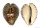 CYPRAEIDAE CYPRAEA TEULEREI shell