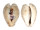 CYPRAEIDAE CYPRAEA TEULEREI shell