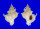 CORALLIOPHILIDAE BABELOMUREX ARMATUS shell