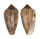CONIDAE CYLINDER CHOLMONDELEYI VEZZAROCHRISTOPHEI shell