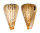 CONIDAE CONUS SURATENSIS shell