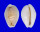 CYPRAEIDAE EROSARIA BOIVINI CUATONI ROSEOCINATA shell