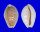 CYPRAEIDAE EROSARIA BOIVINI CUATONI ROSEOCINATA shell