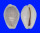 CYPRAEIDAE EROSARIA BOIVINI CUATONI ROSEOCINATA shell