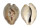 CYPRAEIDAE CYPRAEA TEULEREI shell