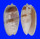 OLIVIDAE OLIVA BULBOSA LACERTINA shell