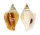 STROMBIDAE LAEVISTROMBUS TURTURELLA shell