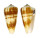 CONIDAE CONUS MAGUS RAPHANUS shell