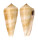 CONIDAE CONUS CONSORS shell