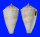 CONIDAE CONUS SALMIAE shell
