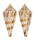 CONIDAE CONUS COMATOSA shell