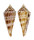 CONIDAE CONUS COMATOSA shell