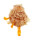 SPONDYLIDAE SPONDYLUS DEFORGESI shell