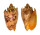 VOLUTIDAE CYMBIOLA IMPERIALIS shell