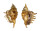 STROMBIDAE LAMBIS MILLEPEDA shell