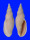 VOLUTIDAE ALCITHOE FLEMINGI shell